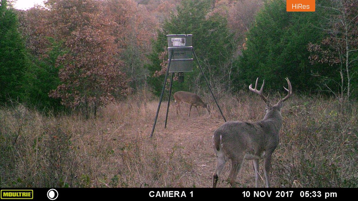 TexasBowHunting's tweet photo. Some sweet trail cam pics. Too bad I haven’t laid my eyes on this Buck in person! https://t.co/5T1URFRZch
