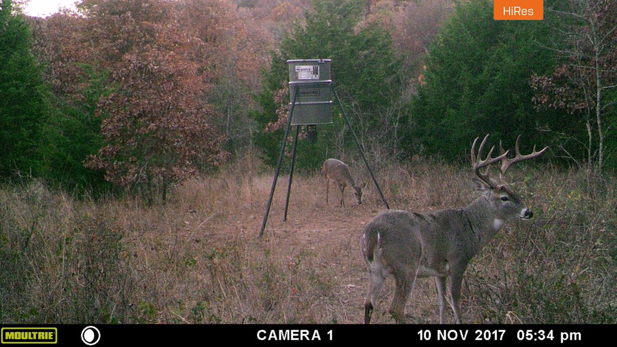 TexasBowHunting's tweet photo. Some sweet trail cam pics. Too bad I haven’t laid my eyes on this Buck in person! https://t.co/5T1URFRZch
