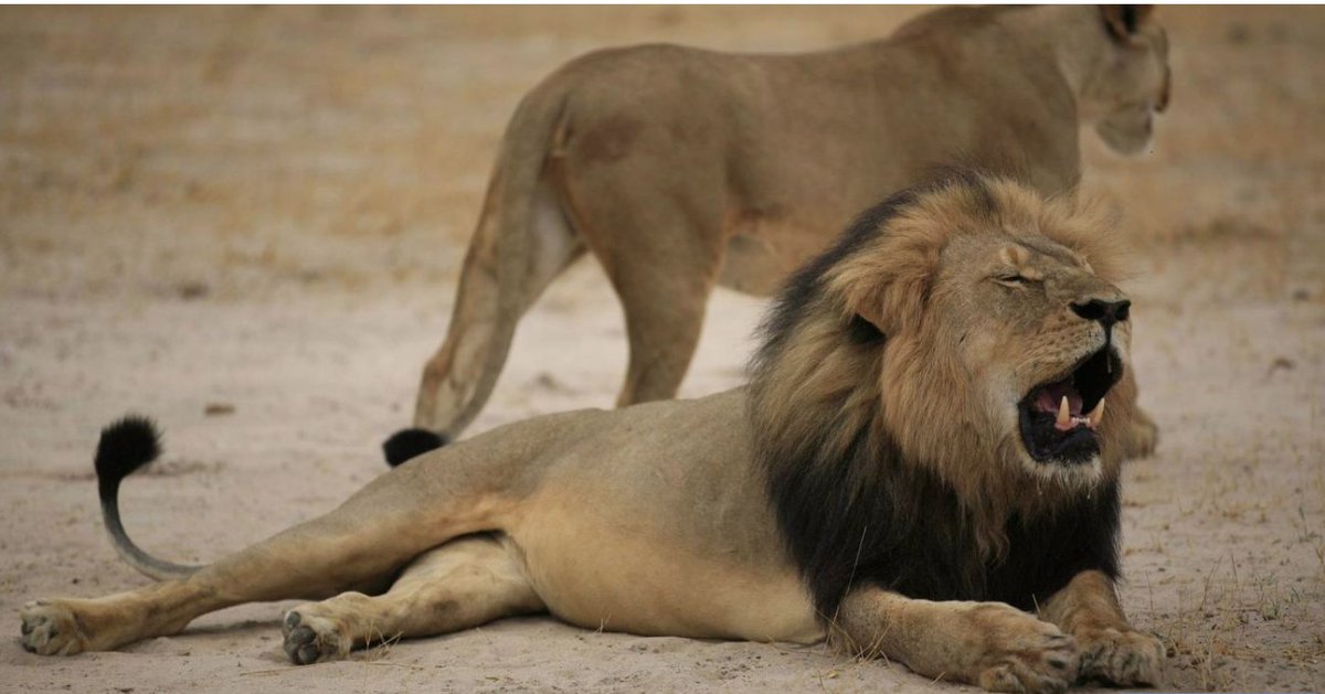 WildAid's tweet photo. #Elephants, yes. And also halt trophy imports of polar #bears, #lions ... @chicagotribune  https://t.co/TRD0olC93f https://t.co/01lshjEx8X