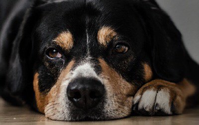 HugMyPet's tweet photo. The latest HugMyPet blog is all about why  you have such an important role to play in securing the safe future of our pets.

Go and check it out over at https://t.co/L1MSiIgk7b https://t.co/1VzPPGz4C6
