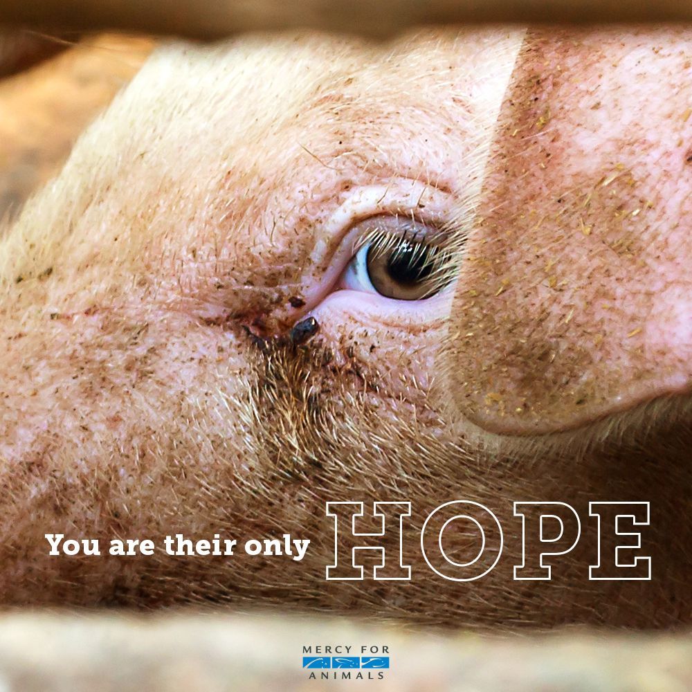 MercyForAnimals's tweet photo. Give animals hope. #GoVegan https://t.co/k6x9GkNZh0