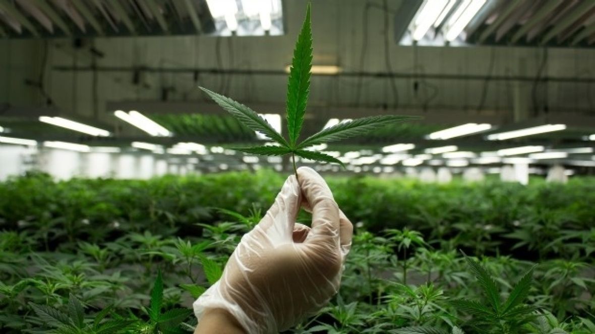 420's tweet photo. Proposed pot regulations open door to craft growers, licensing non-violent offenders https://t.co/I2UcCMKJIl via @CBCNews #cultivate #smallgrowers #farms #permits #Canada https://t.co/ZioceiFOTD
