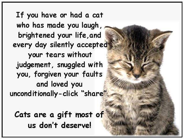 CatOwnersGlobal's tweet photo. Speaks for many of us.... 🐱❤️ #cats #catsoftwitter https://t.co/OYCYY92mE7