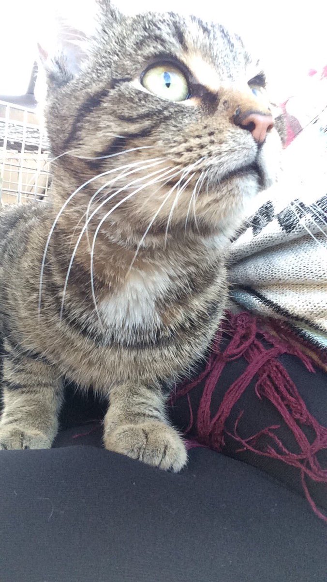 Chasing_magic's tweet photo. This is Finn the newest addition of the family named after one of the biggest inspirations in my life. @FinnBalor https://t.co/zgQrTE6tK1