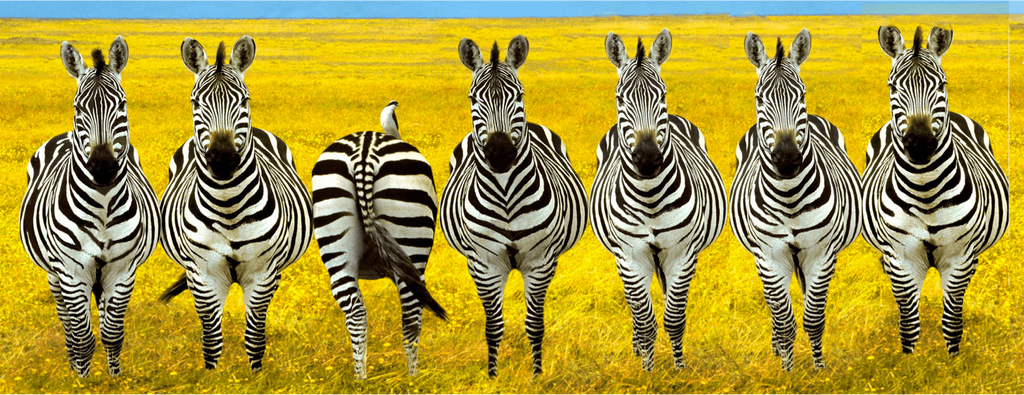 TheCSGMM's tweet image. Take a gander at my latest post on 'Breaking the Pattern' here. Cheers! masteringmindfulnessblog.wordpress.com/2017/11/27/bre…