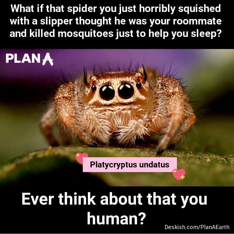 PlanAearth's tweet photo. Ever think about that, human? 🕷❤️🕷
#SpiderSense #FriendsToo #Biodiversity #FoodChain #Silkroad #WhyCantWeBeFriends https://t.co/JCJFigvfz2