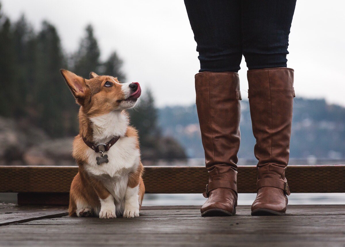 mavenmetals's tweet photo. Hope you had enough turkey and pumpkin pie this weekend! I still have room for more. 🍗

#corgi #pettag #corgipuppy #puppylove #dogmom #corgisoftwitter #corgilife https://t.co/wX1XzEoscu