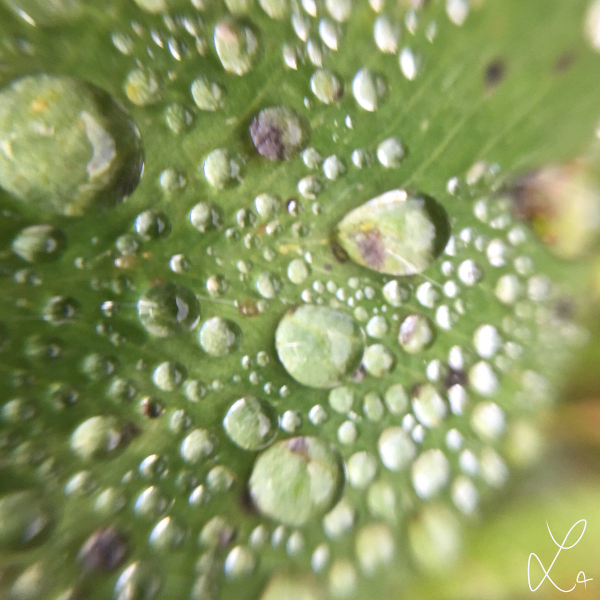 AdorableMisc's tweet photo. Rainy days 💧
#rain #days #nature #mountain #grass #green #drop #water #rainy #photography #macro #iphonelens #adorablemisc https://t.co/H3mO3UQ8Oa