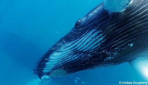 OurOcean's tweet photo. Mexico creates vast new ocean reserve to protect 'Galapagos of North America' https://t.co/f7qVHfqsCz #OceanOptimism via @guardian https://t.co/oeUwVQ58Sr