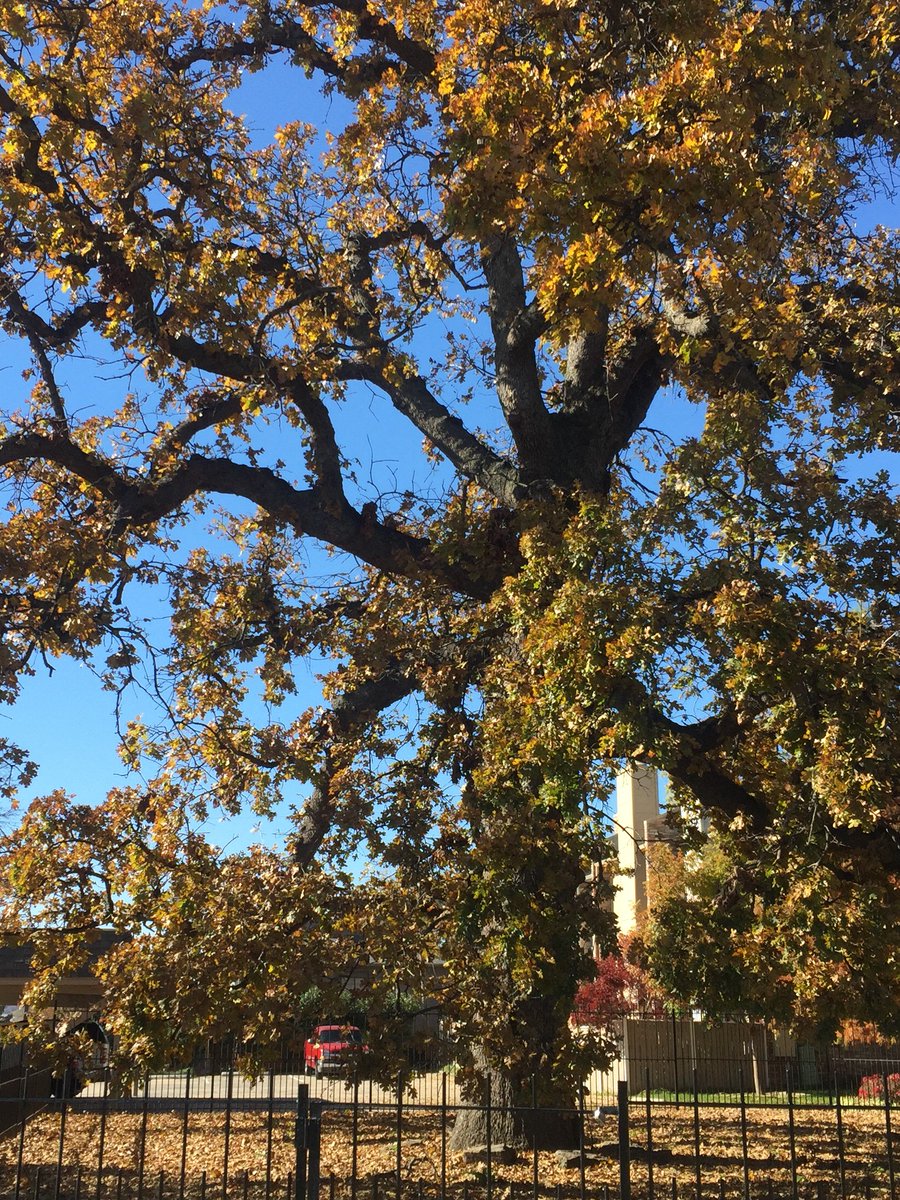 Penn_MES_MSAG's tweet photo. MES student Amanda Wood had a great time at the Partners in Community Forestry Conference @PartnersCF #TreeYourCity #PennENV #PennMES #UPenn https://t.co/hWwfH4BTJg
