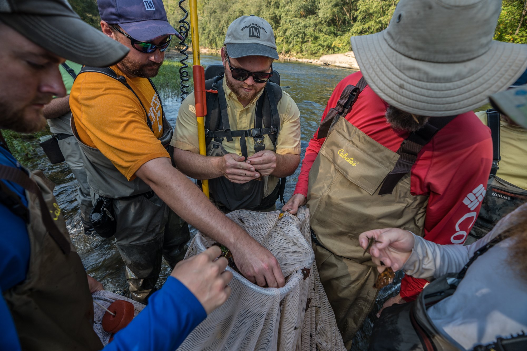TVA Discovers New Fish Species in Tennessee River Watershed