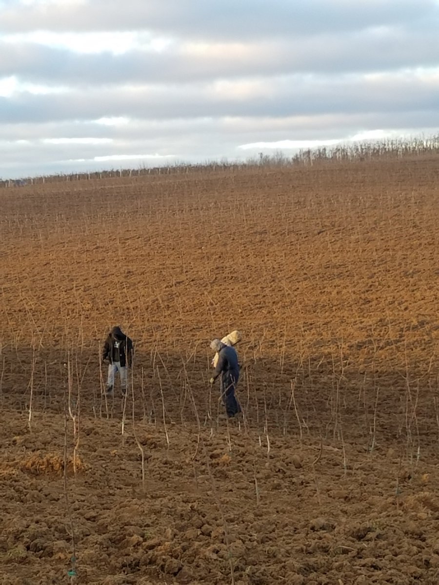Work continues on the Farm to provide new Orchards in turn growing the best fruit in the marketplace!