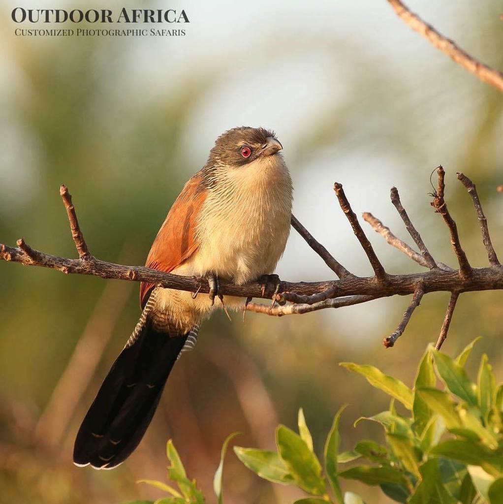 SOASafaris's tweet photo. #MondayBirdDay - The magnificent Burchell's Coucal. Pilanesberg National Park, Aug 2017
.
Spotted on safari with Outdoor Africa
https://t.co/CnnKBznXwH
.
#birdsofSouthAfrica #birdingSouthAfrica #birdsofSA #birdingSA #birding #OutdoorAfrica  #SafariSouth… https://t.co/AiA5ZCjVPF https://t.co/Ti8k1lWIQV