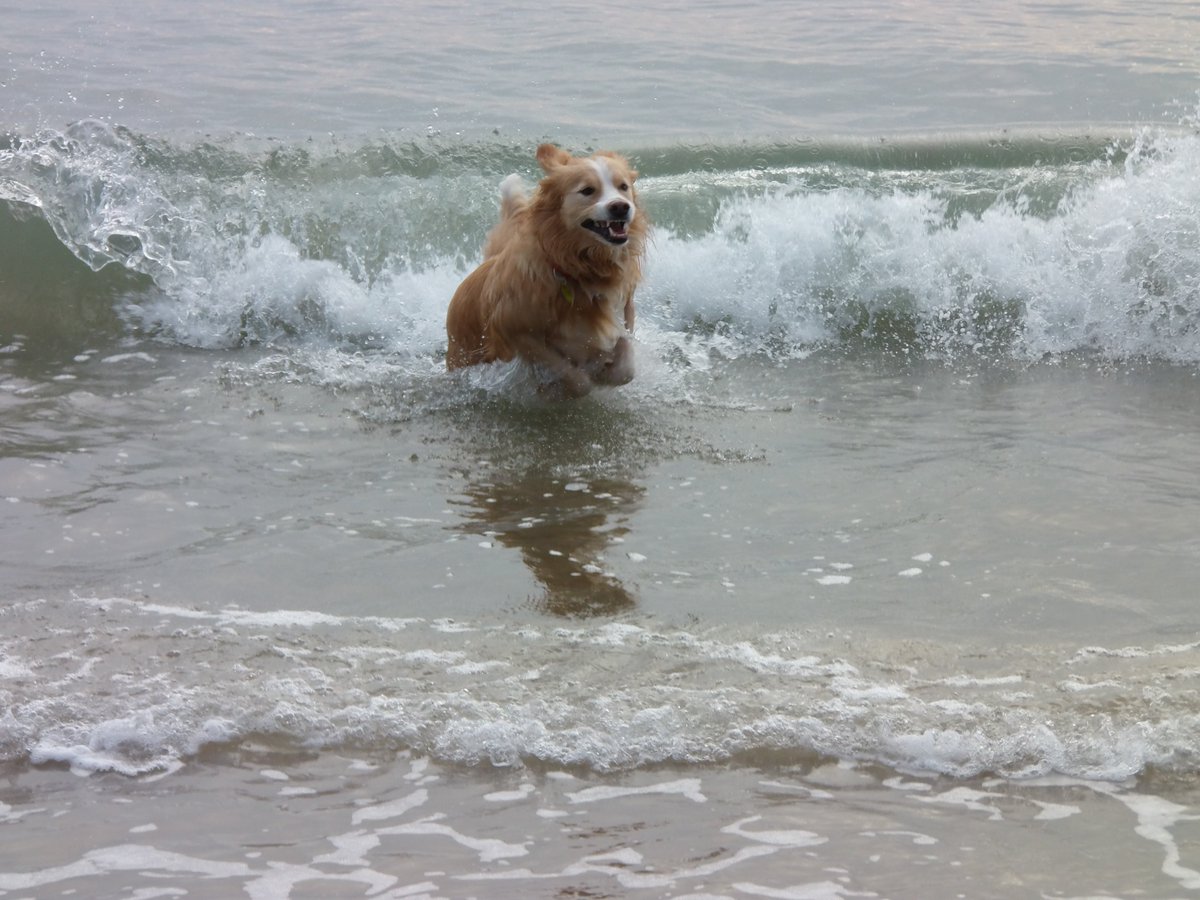 GGT_SWAY's tweet photo. Bryn Surfing at Mudeford Beach !!! https://t.co/3dqPbZLy1r