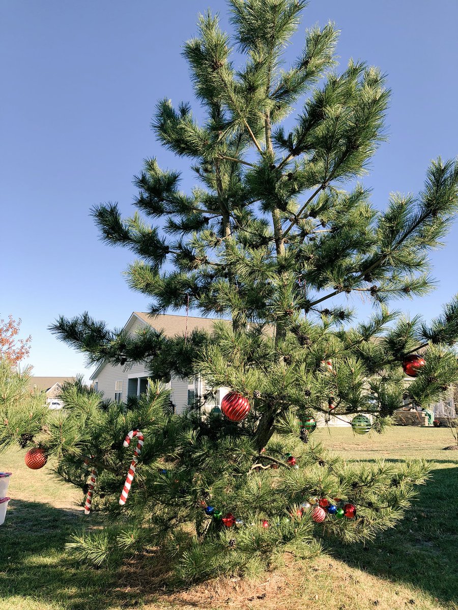 GracieSunshine1's tweet image. Decorating our Charlie Brown tree today. I take my decorating responsibilities very serious. #charliebrowntree 🎄