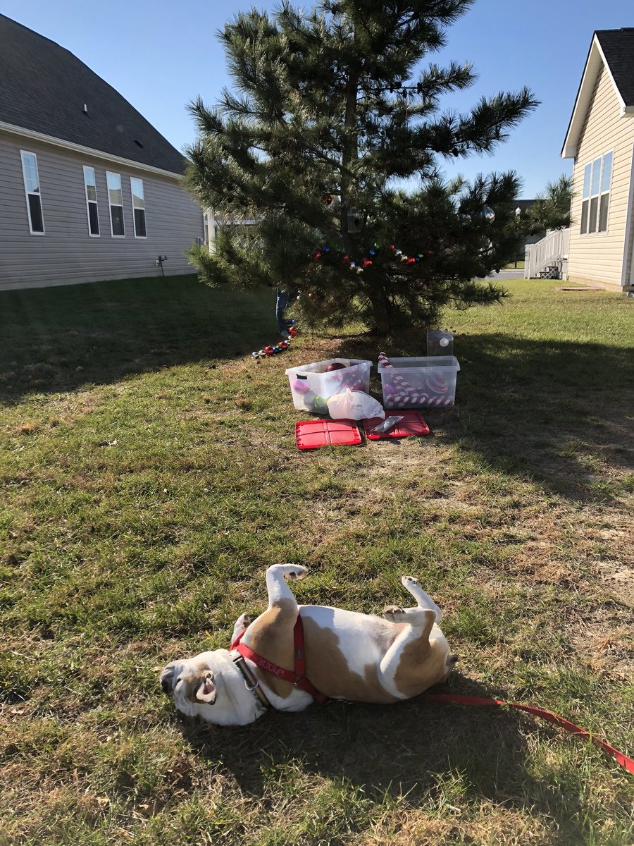GracieSunshine1's tweet image. Decorating our Charlie Brown tree today. I take my decorating responsibilities very serious. #charliebrowntree 🎄