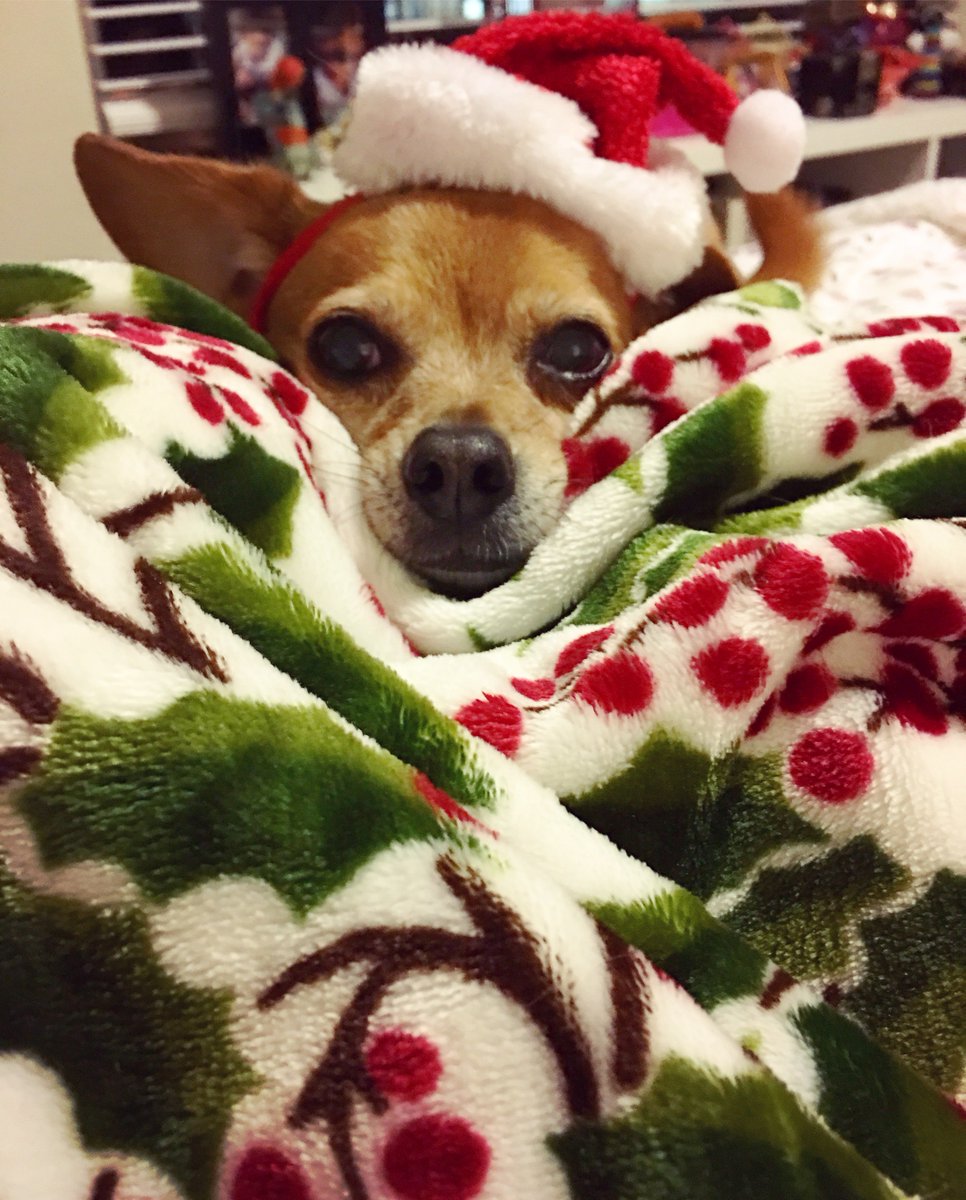 Meet Quenepa! He is December's pet of the Month @atCambridgePark ! #holidayspirit #puppypix #BarooBoston