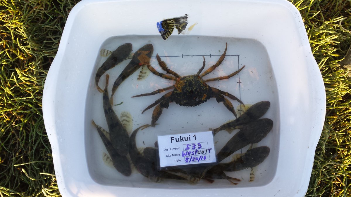 WASeaGrant's tweet photo. In 2016, a single #invasive #greencrab was trapped by @WASeaGrant’s Crab Team (@WaGreenCrab) #volunteers on San Juan Island:
https://t.co/iDLYUjV503
#CrabComic https://t.co/NKp7VxQUV8