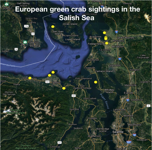 WASeaGrant's tweet photo. Since then, more #greencrab have been found including 96 in Dungeness Bay, which could be bad news for humans and local native #crabs
#CrabComic https://t.co/caFw7IlQOx