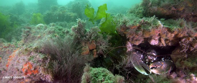 A new byelaw to protect marine wildlife has been welcomed by local Jurassic Coast charity. @DWTWestDorset  is celebrating the introduction of the Bottom Towed Fishing Gear Byelaw which will protect sensitive seabed habitats and marine life in Dorset.

buff.ly/2A9iVCd