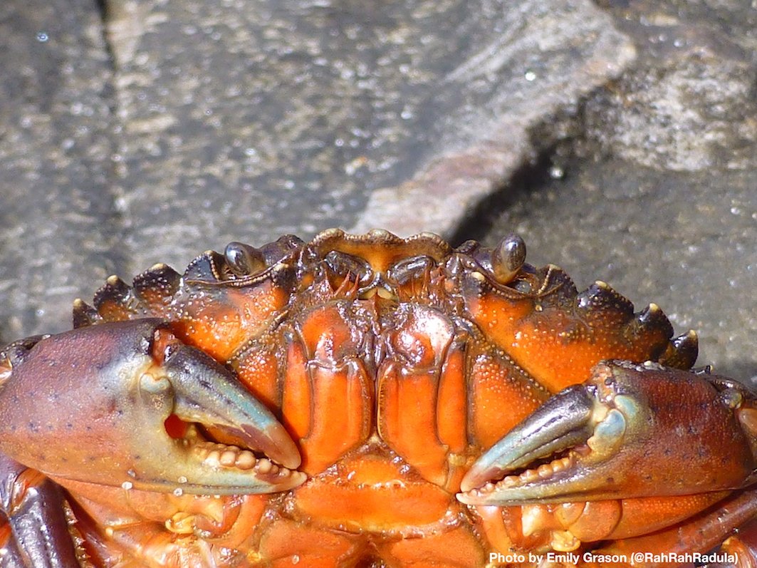 WASeaGrant's tweet photo. What do #invasive #greencrab mean for ecosystems and aquaculture in #PugetSound and the #SalishSea?
#CrabComic https://t.co/kf2Jmef7Tu