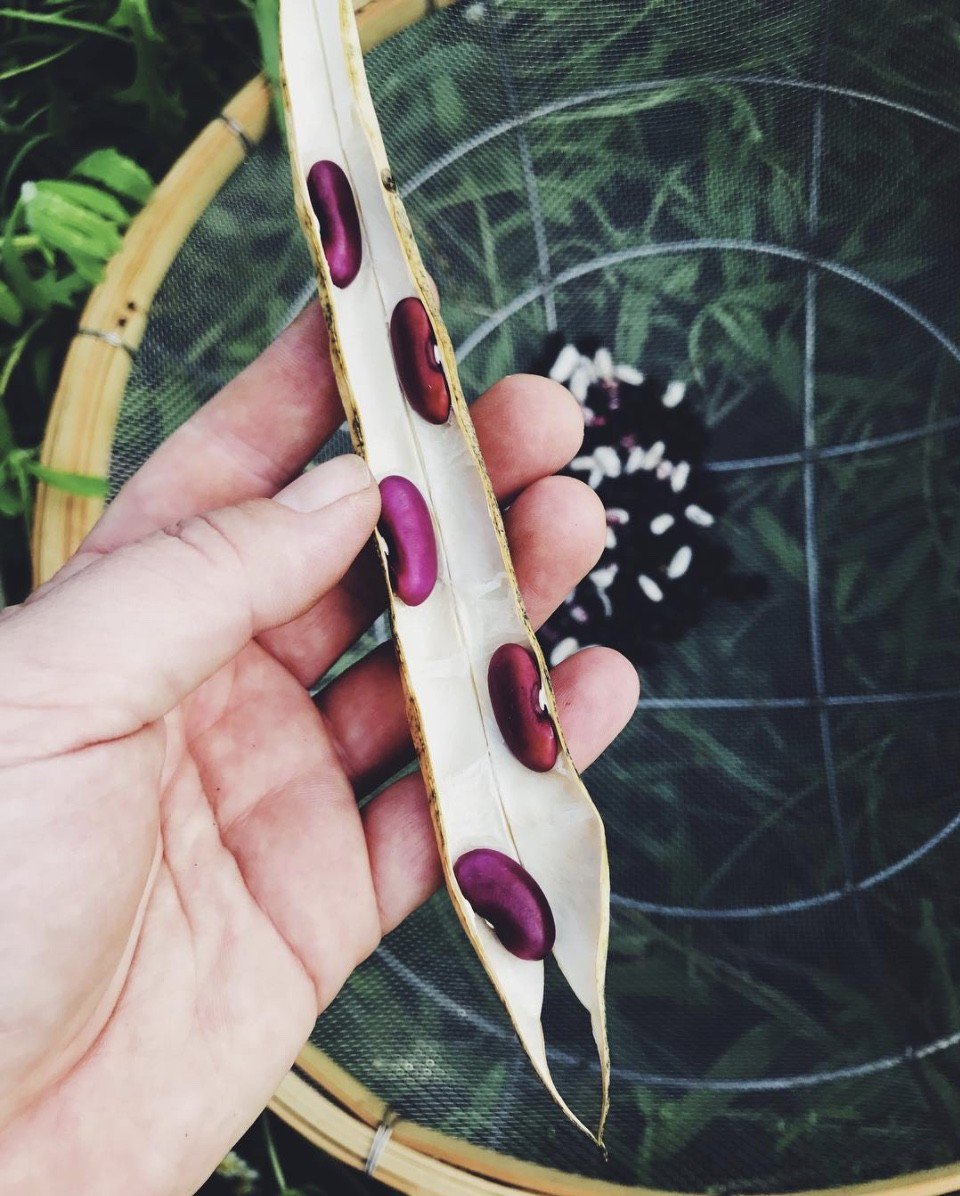 Whitney_Farms's tweet photo. Its what's on the inside that counts #growyourown #beans (📸: IG evakolenko) https://t.co/3IQibtx484