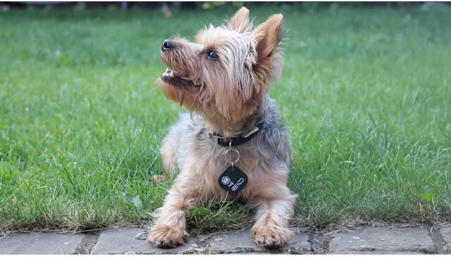 EndlessPetID's tweet photo. "I'm just pretending not to be super excited for my new Endless Pet ID." 😂🐶 #HappyMonday #EndlessPetID  #HighTechDogTag 🐾    #HighTechPetTag  🐾 
#HighTechTag        🐾 #HighTechCatTag. 🐾 https://t.co/wgW3UhDXRB