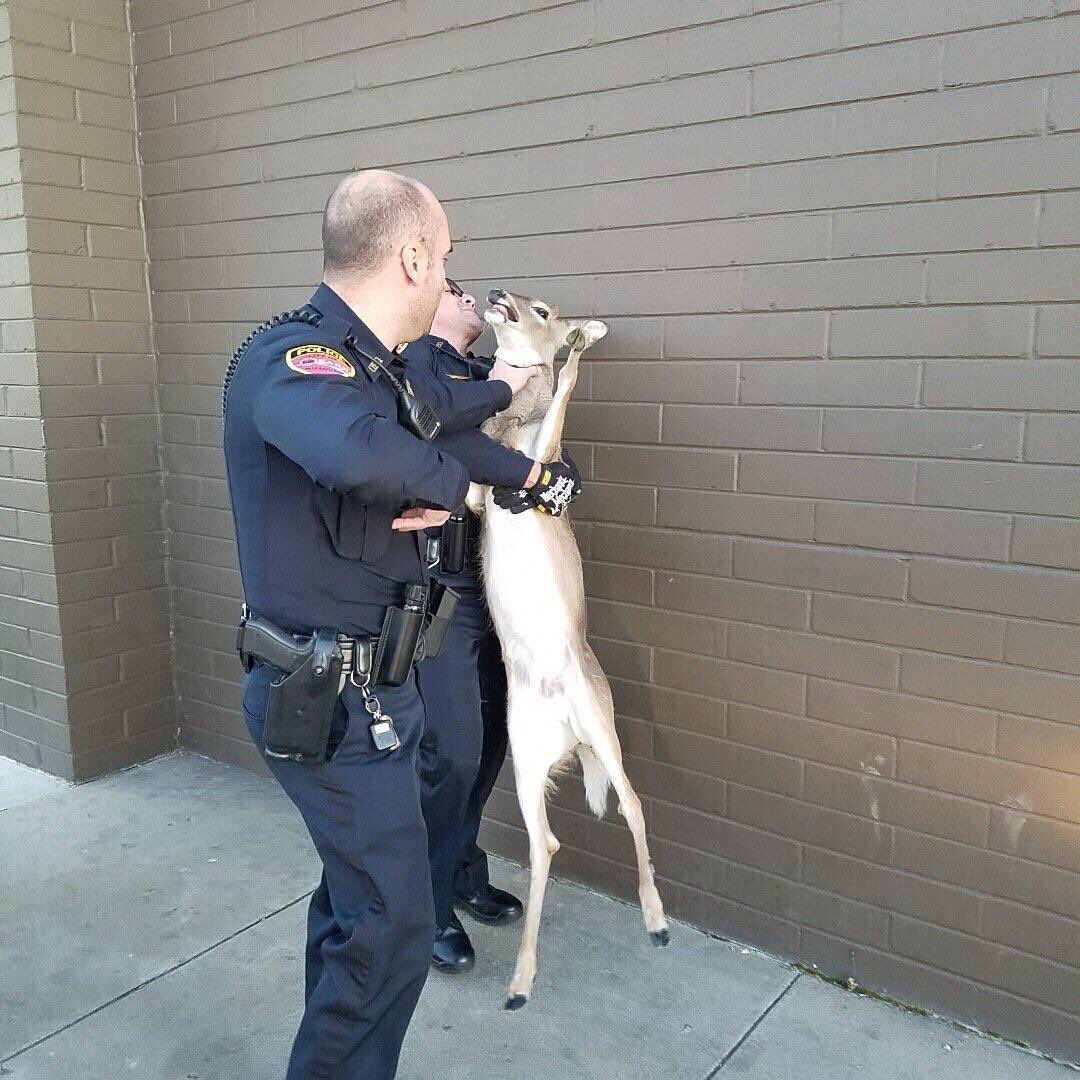 _WordSmiff_'s tweet photo. “Man I dont know no damn Rudolph sir!” https://t.co/EsoEhIlGe2