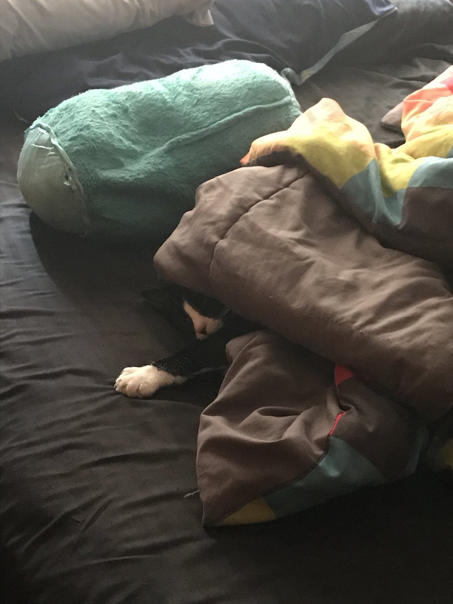 halincath's tweet image. Found her snuggling under the blanket.@cutecatday #cat-snuggle #lazycat
