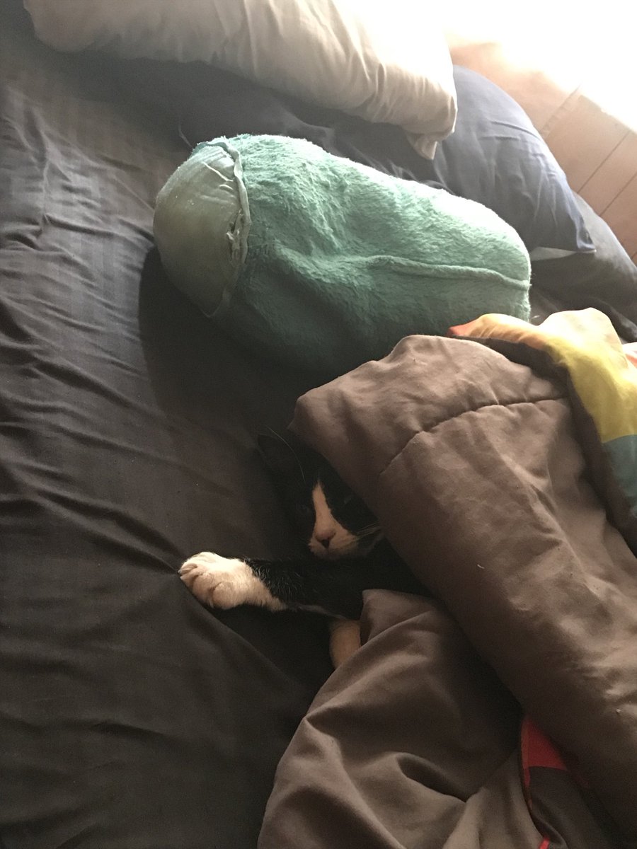 halincath's tweet image. Found her snuggling under the blanket.@cutecatday #cat-snuggle #lazycat