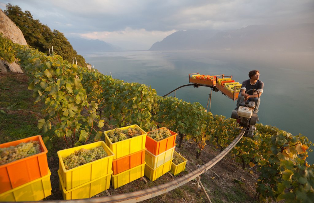 Situated 1100ft above #LakeGeneva, the #Lavaux wine region of #Switzerland boasts some of the steepest vineyards in the world. Due to the extreme conditions, a monorail system is used to transport grapes down from the vineyards. Talk about a view!