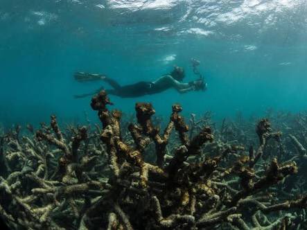 allegorical's tweet photo. Coal....taking the “Ahh!” out of Coral https://t.co/I0yWaSyvcP