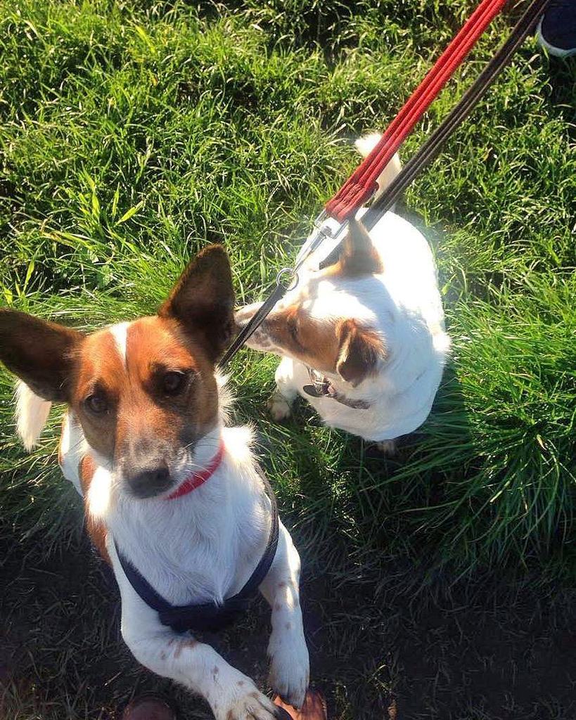 timetotrotpets's tweet photo. These two lil guys 😍😍 Rocky and Patch are heartbreakers....wish I could I take them home 🐶🐶 #timetotrot #dogwalking #dogwalker #brysons #animalshelter #adoptdontshop #jackrussellsofinstagram #toocute #doglover #doglife #dogsofinstagram #instadog … https://t.co/tDAmxtZS9c https://t.co/CQ87KucD0Y