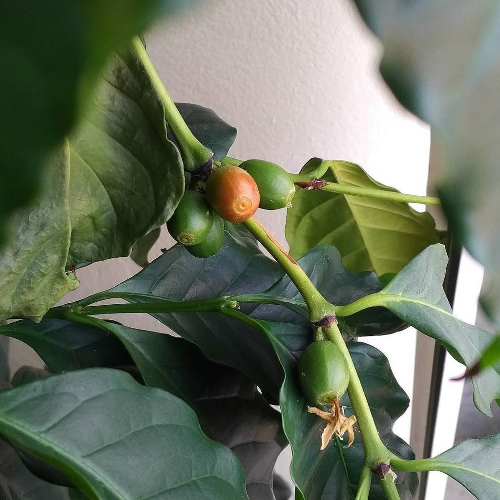 dabaum77's tweet photo. Yep, I have ripening coffee cherries! #waitingforcoffee https://t.co/wLNM4iRywe https://t.co/V4l8YX36Mc