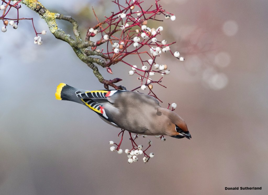 WildlifeTrusts tweet picture