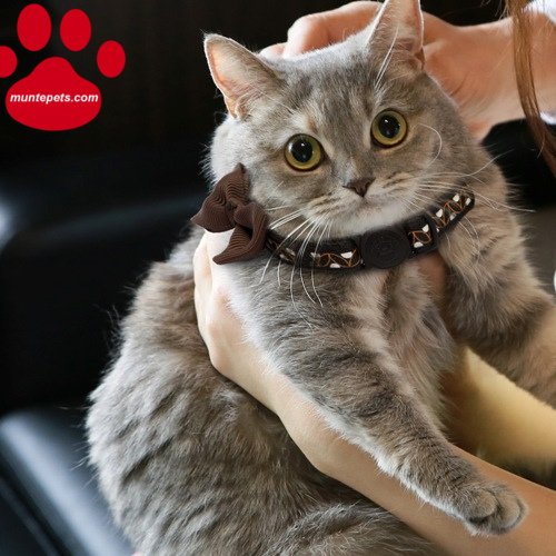 MuntePets's tweet image. #cat #cats #catlovers #catlove #cutecat #cuteness #cutenessoverload #kitty #kitten #kittens #cutekittens