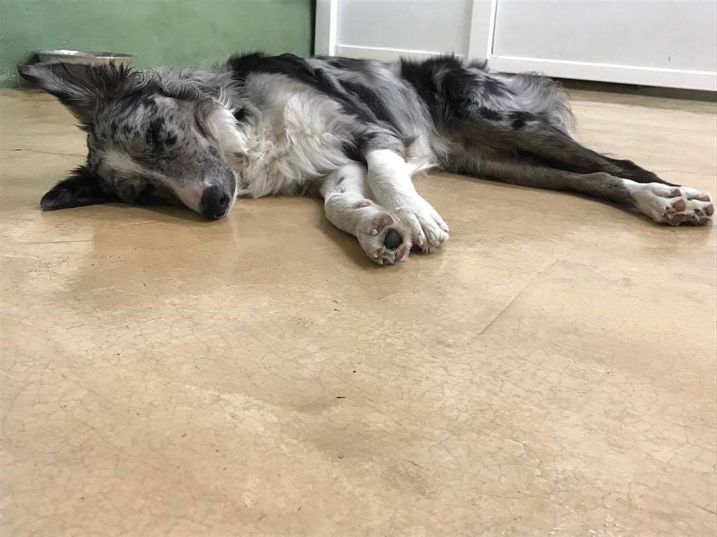 tailsboston's tweet photo. We can’t decide what is cuter, sleeping pups or sleeping babies? We’ll let Benji take this win #Tailsboston #happymonday https://t.co/2cHtP6Lhiu https://t.co/bhw8jMhx4A