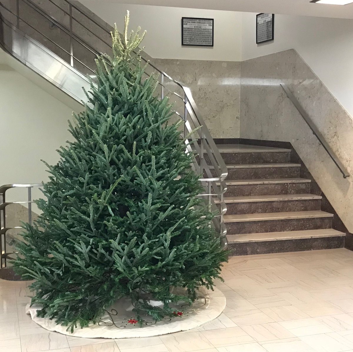 SBTSLibrary's tweet photo. Thanksgiving's over, so Christmas decoration is now in full swing. #itsarealtree #firreal #notwigleftbehind #realitree #ohchristmastree #rockinaroundthechristmastree #merrychristmas!

@SBTSLibrary with @BerryDriver @agwinters @OsterdayChristi

@SBTS https://t.co/ILrVuDQVSD