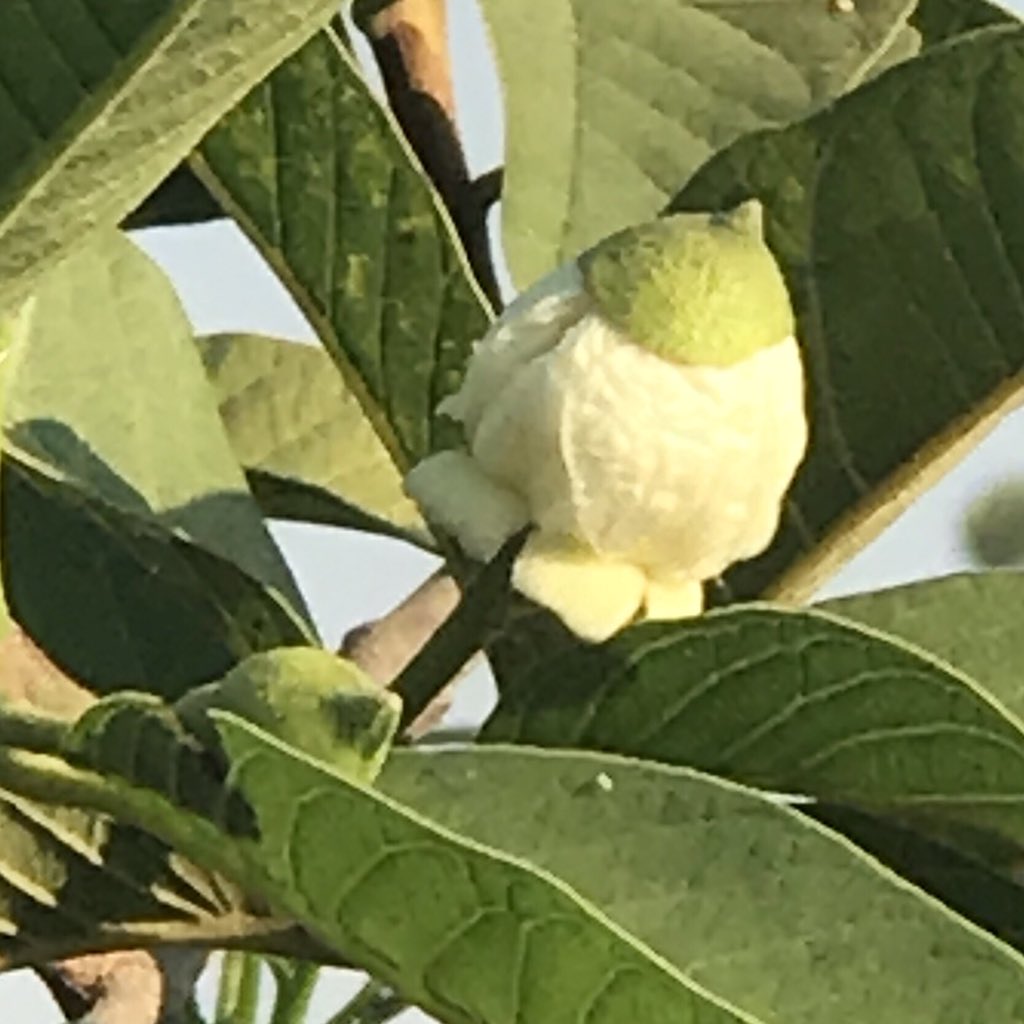 The cute green-capped stage of Guava Flower This is after crossing the stage of green-bud, and before turning into a vivacious white-stamen-filled flower!  #HomeGarden