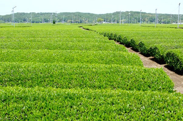 日本のいいとこ 埼玉県入間市 茶畑 県西部の入間市や狭山市などでは 味が良い事で全国的に有名な狭山茶の茶畑が広がっています 毎年５月頃から見られる茶摘み風景は初夏を告げるこの地の風物詩 緑たくさんの茶畑にとても癒されます T