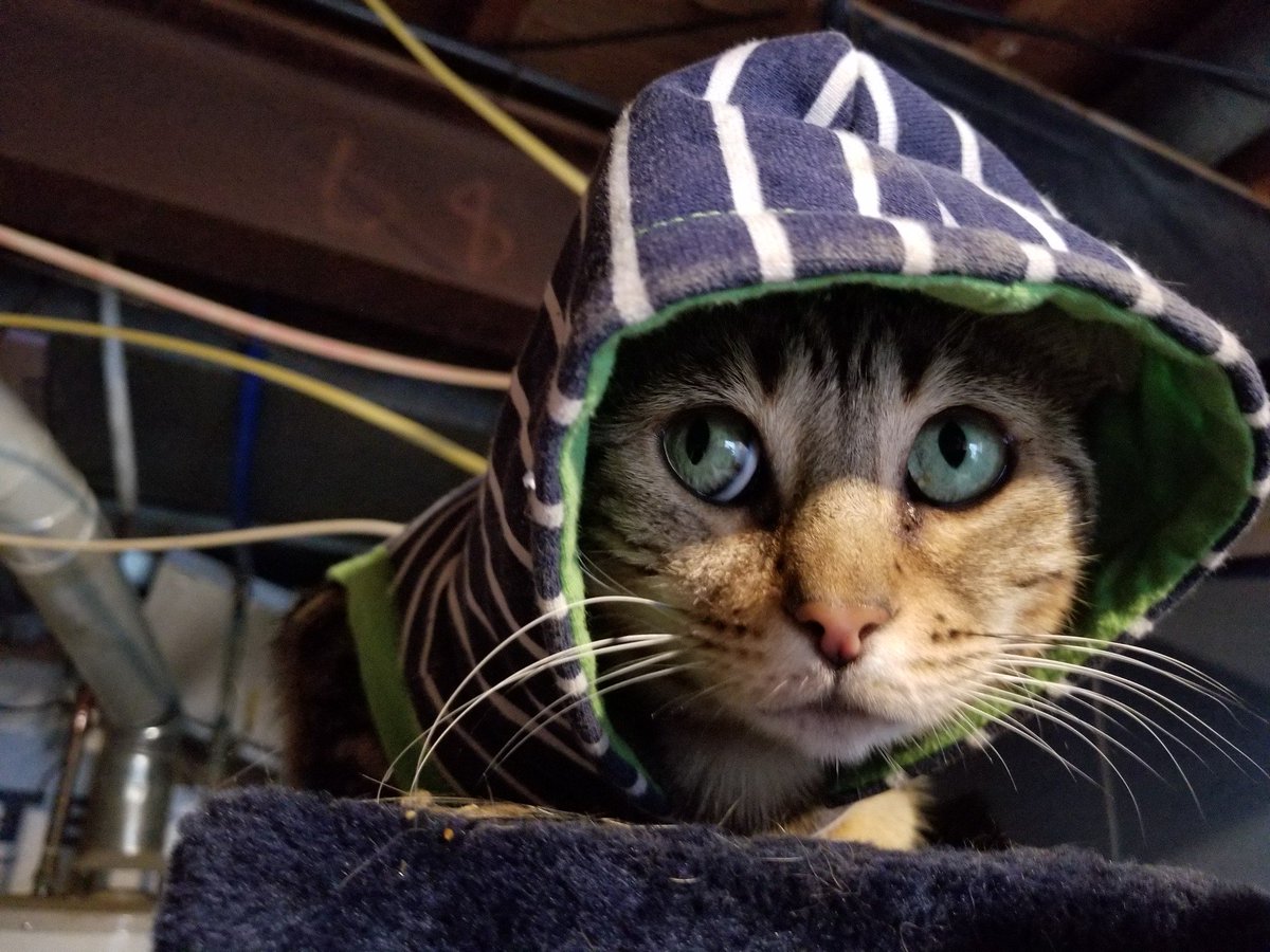 My kitty Malygos, she's such a sweetheart, just look at those eyes...