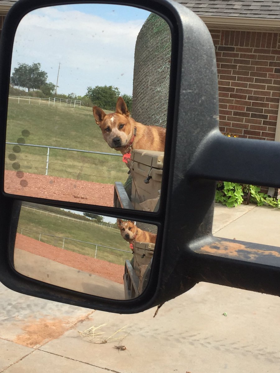 Ellison_farms's tweet photo. What.. you talking to me?? https://t.co/rAxos2nYN8