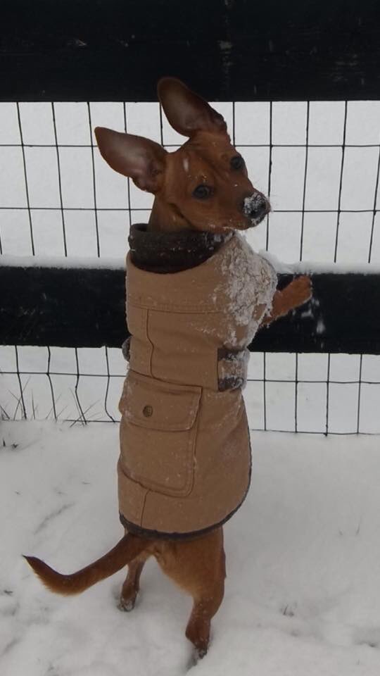 TammyRenaeVA's tweet image. #LLBeanPuppyContest #BarnJacket #WinstonPup