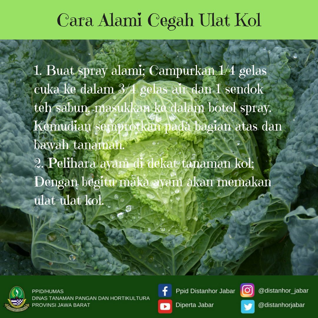 distanhortijbr's tweet photo. Bingung mengatasi ulat-ulat di tanaman kol? Simak cara alami cegah ulat-ulat di tanaman kol berikut ini!
#distanhorjabar #jawabarat #pertanian #ulatkol #kol #tanamanorganik #sayuran #tipspertanian https://t.co/kGM2D8vIWL
