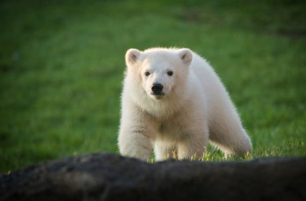 ChillyOpen's tweet image. Nora is all ready for the 22nd #ChillyOpen at the zoo! It’s the 9th year hosted at the @ColumbusZoo