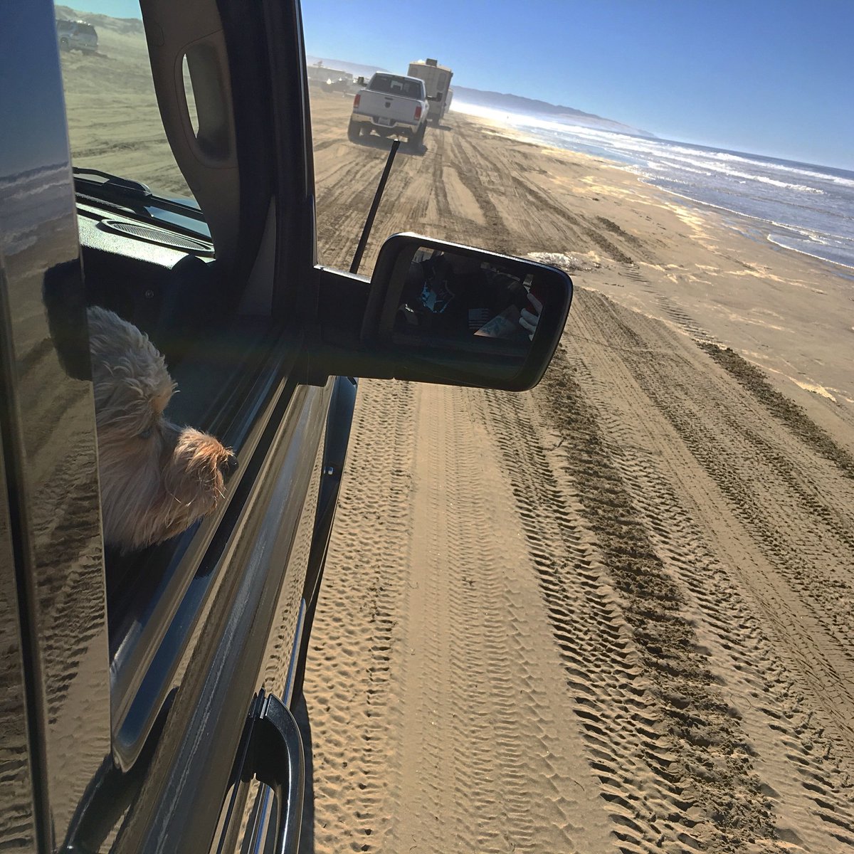 Wicket The Morkie tweet media