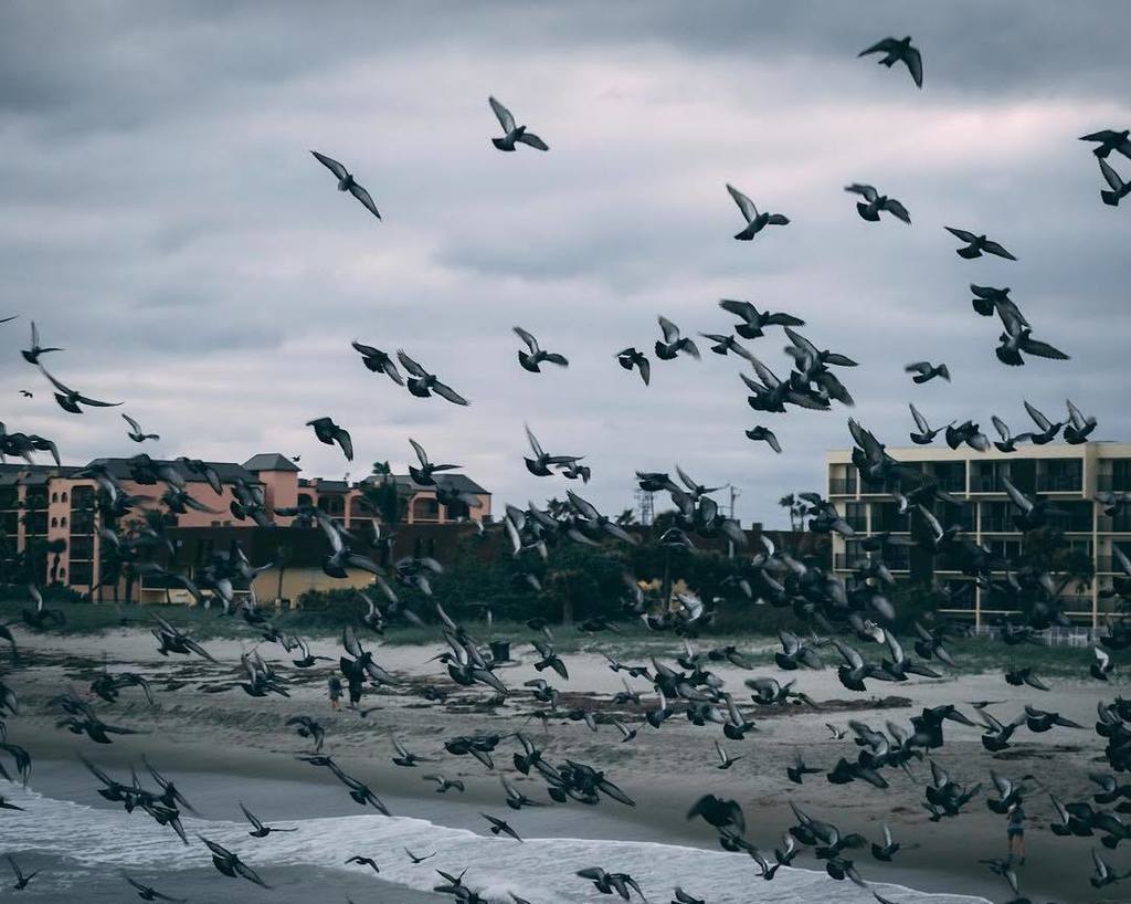 MNR_14's tweet photo. Don’t need explanation lol just cause I thought it was a cool shot! 🤣
.
.
.
.
.
.
.
#cocoabeach #cocoabeachflorida #florida #family #familyvacay #familyvacation #florida2017 #amateur #amateurphoto #amateurphotography #amateurphotographer #photo #pic … https://t.co/0Ny8GE25W8 https://t.co/BFdOs03mFx