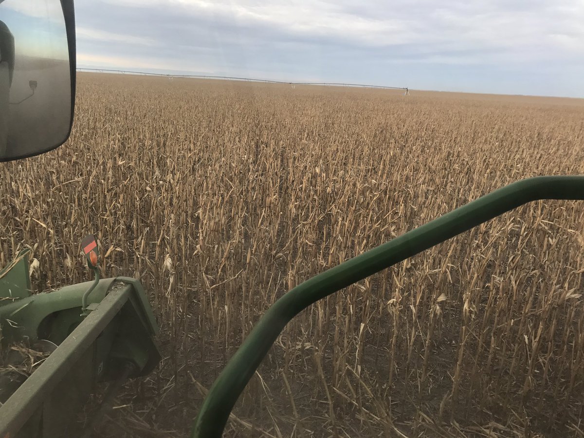 RyanKanode's tweet photo. Saved the best for last. Took an August 2nd #hail beating. #noyield https://t.co/uR2X5xSSJX