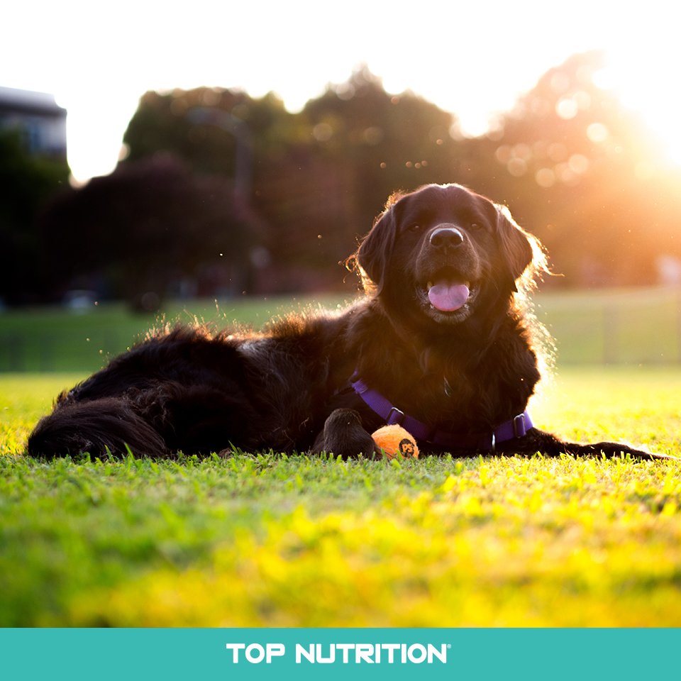 TopNutritionAr's tweet photo. Nada como disfrutar una tarde al aire libre. #TopNutrition #SuperPremium https://t.co/GhOjyVPFsA