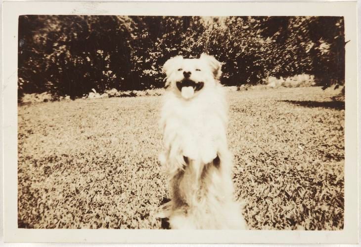 CameraAtWork's tweet image. Factories has homes. Skipper belonged to Harry Clarke, a young boy who lived on the Kodak factory site in Abbotsford with his parents. Skipper the Dog in Factory Garden, #Kodak Australasia Pty Ltd, #Abbotsford, Vic, early 1940s buff.ly/2zXCGge @museumsvictoria #cutedog